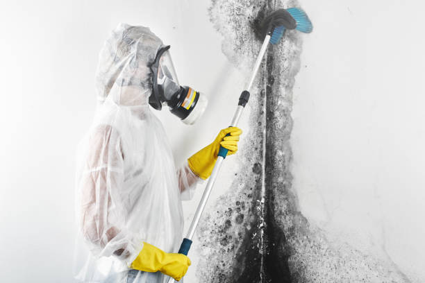 Reliable Elberta, AL Mold Removal Solutions