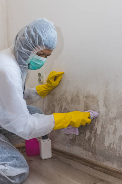 Best Mold Remediation for Healthcare Facilities  in Elberta, AL