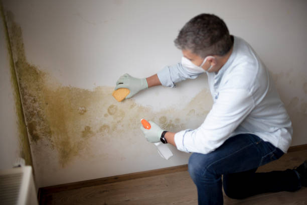 Best Forensic Mold Investigation  in Elberta, AL
