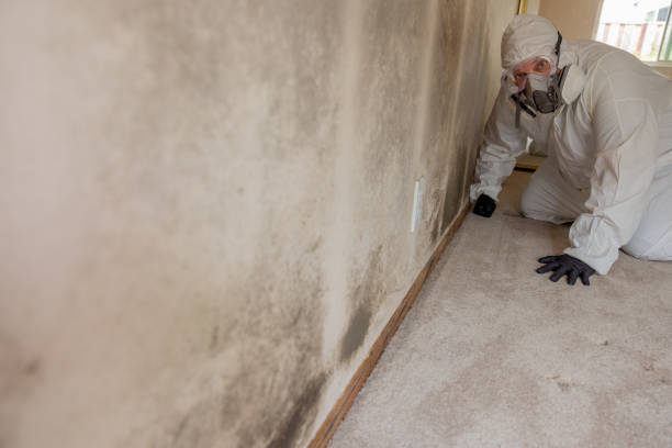 Best HVAC Mold Inspection and Cleaning  in Elberta, AL